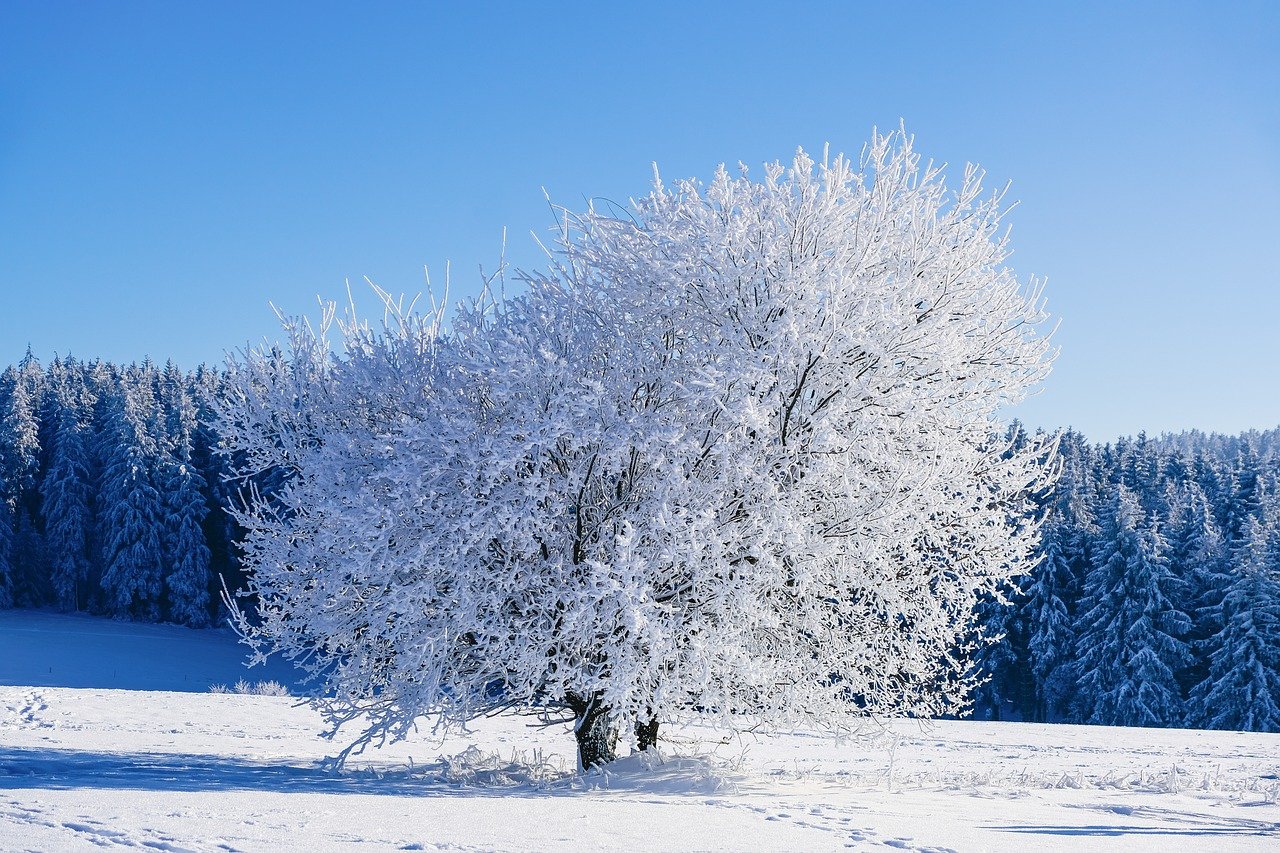 Keep Your Indoor Plants Thriving During Winter